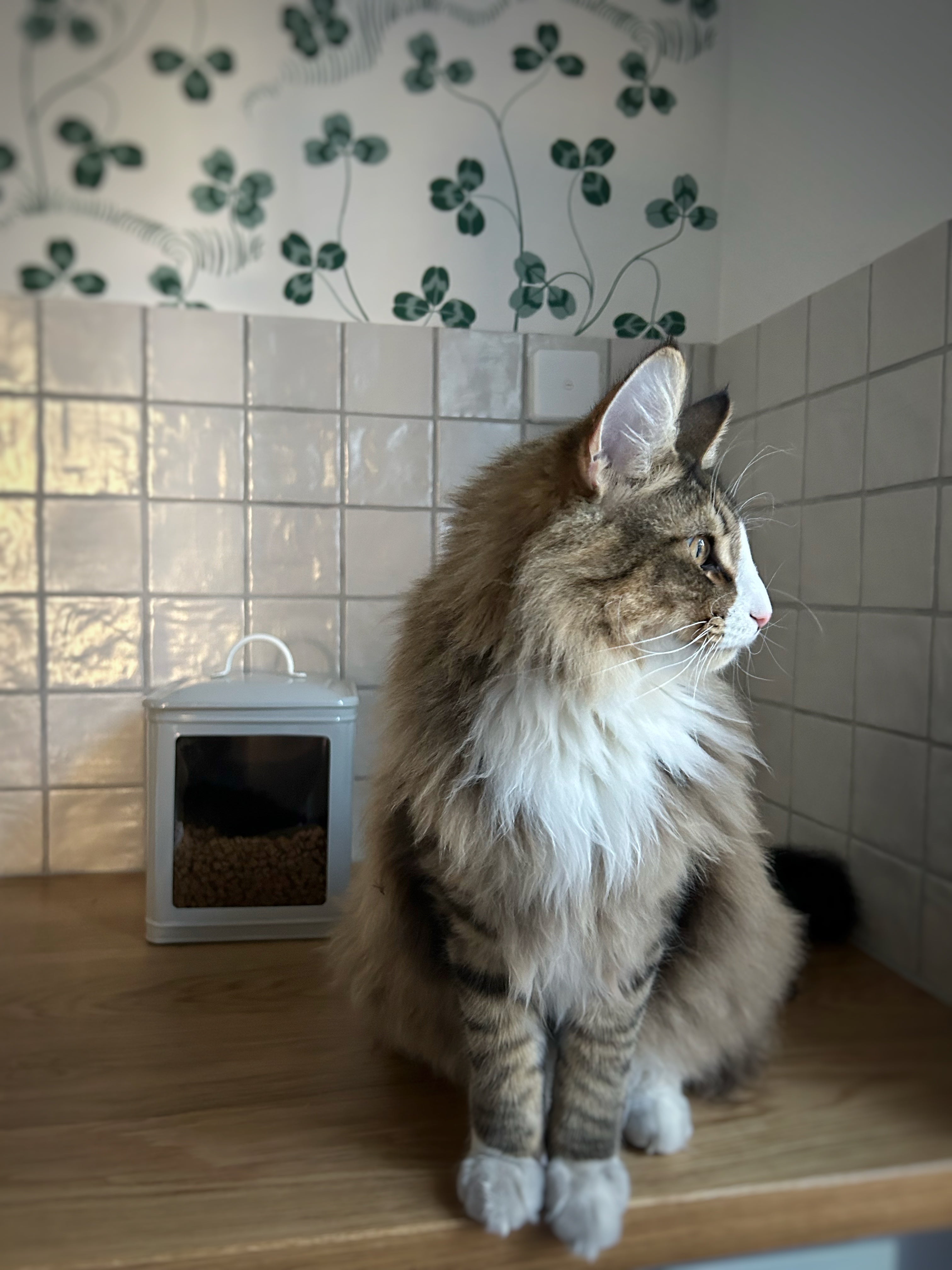 Dose Hugo mit Sichtfenster - grau