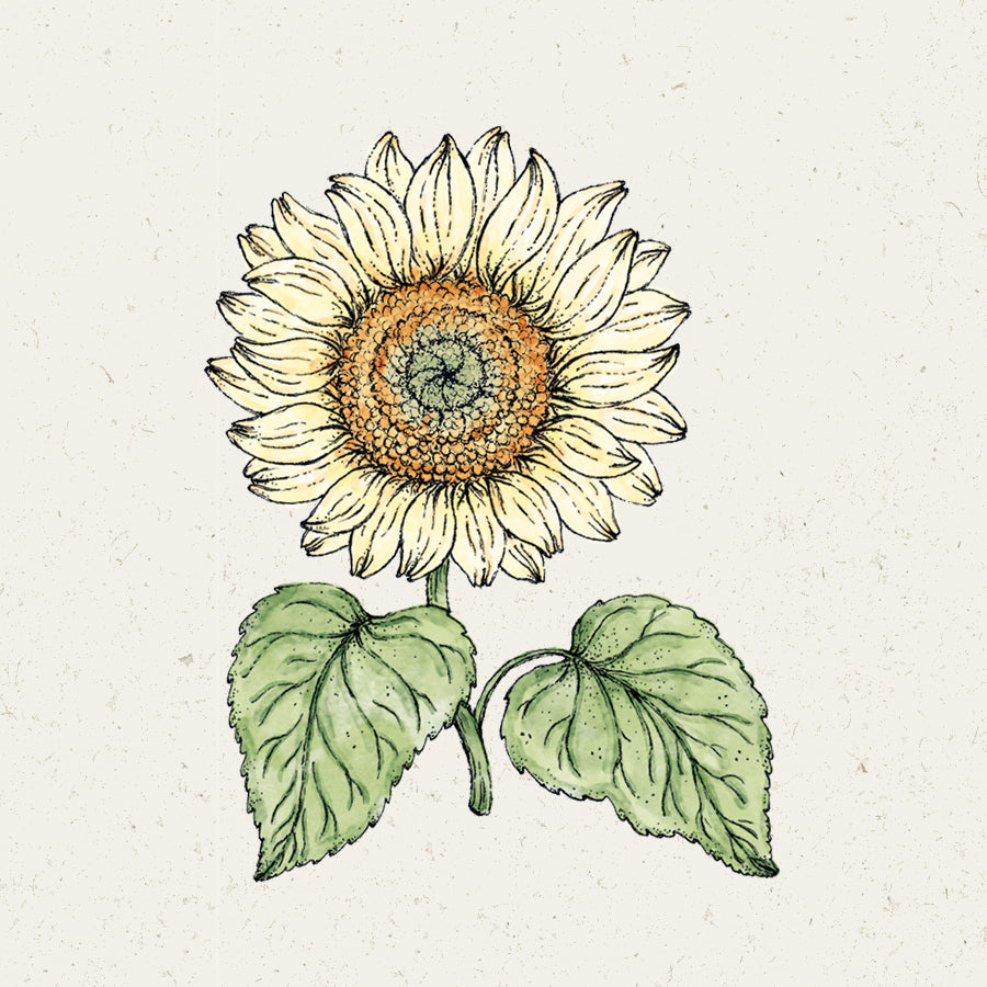 Blumensamen - Helianthus Annuus 'Pro Cut White Lite' (Sonnenblume)