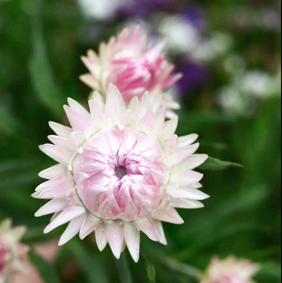 Blumensamen - Helichrysum bracteatum - "Silvery Rose" (Strohblume)