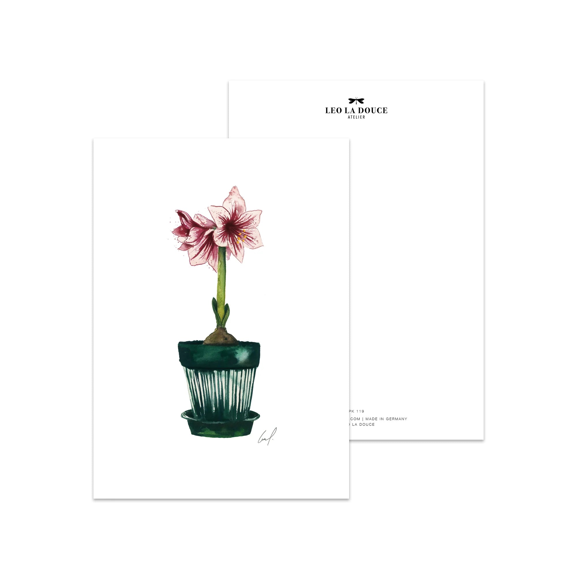 Postkarte - Amaryllis