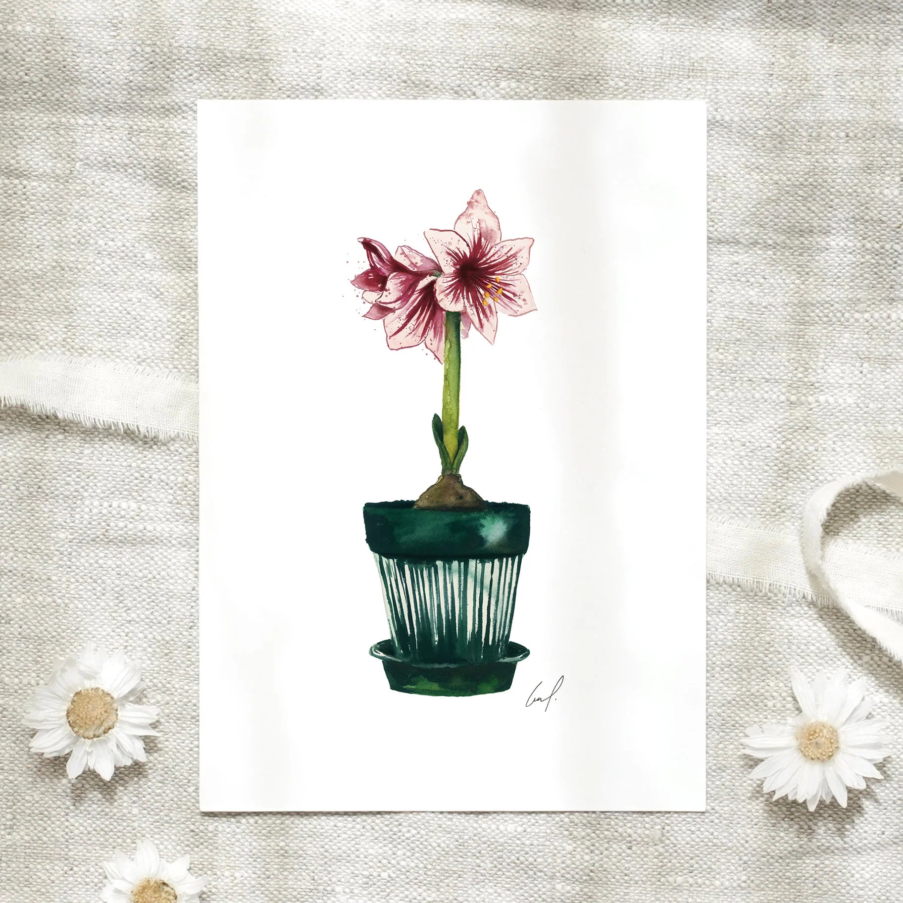 Postkarte - Amaryllis