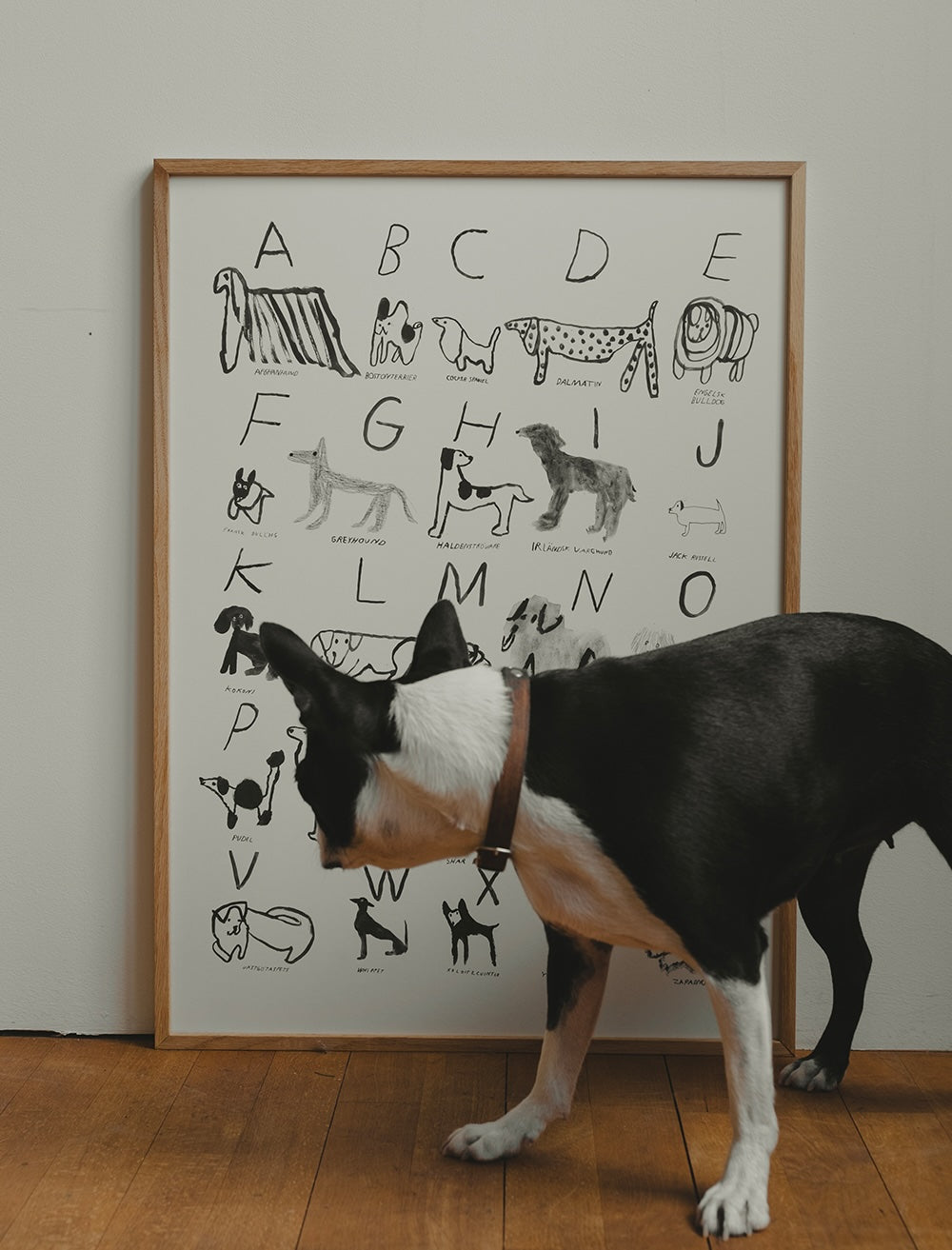 Poster ABC Dogs 50 x 70 cm