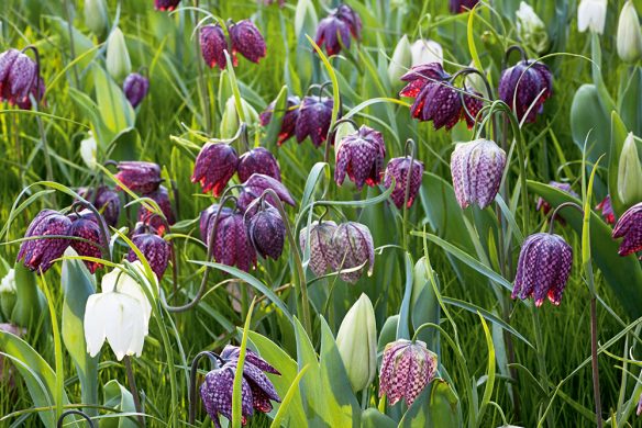 Romantische Gartenreisen in den Niederlanden und Belgien
