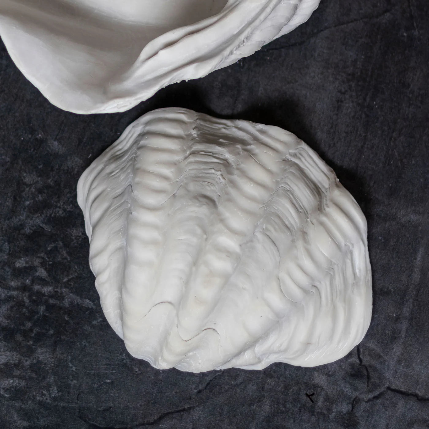 Muschel Shell klein