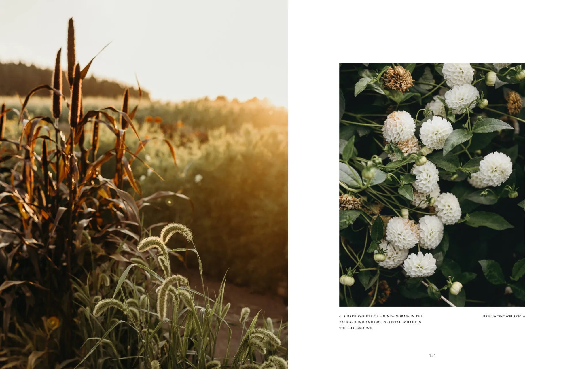 Buch - Where Flowers Bloom