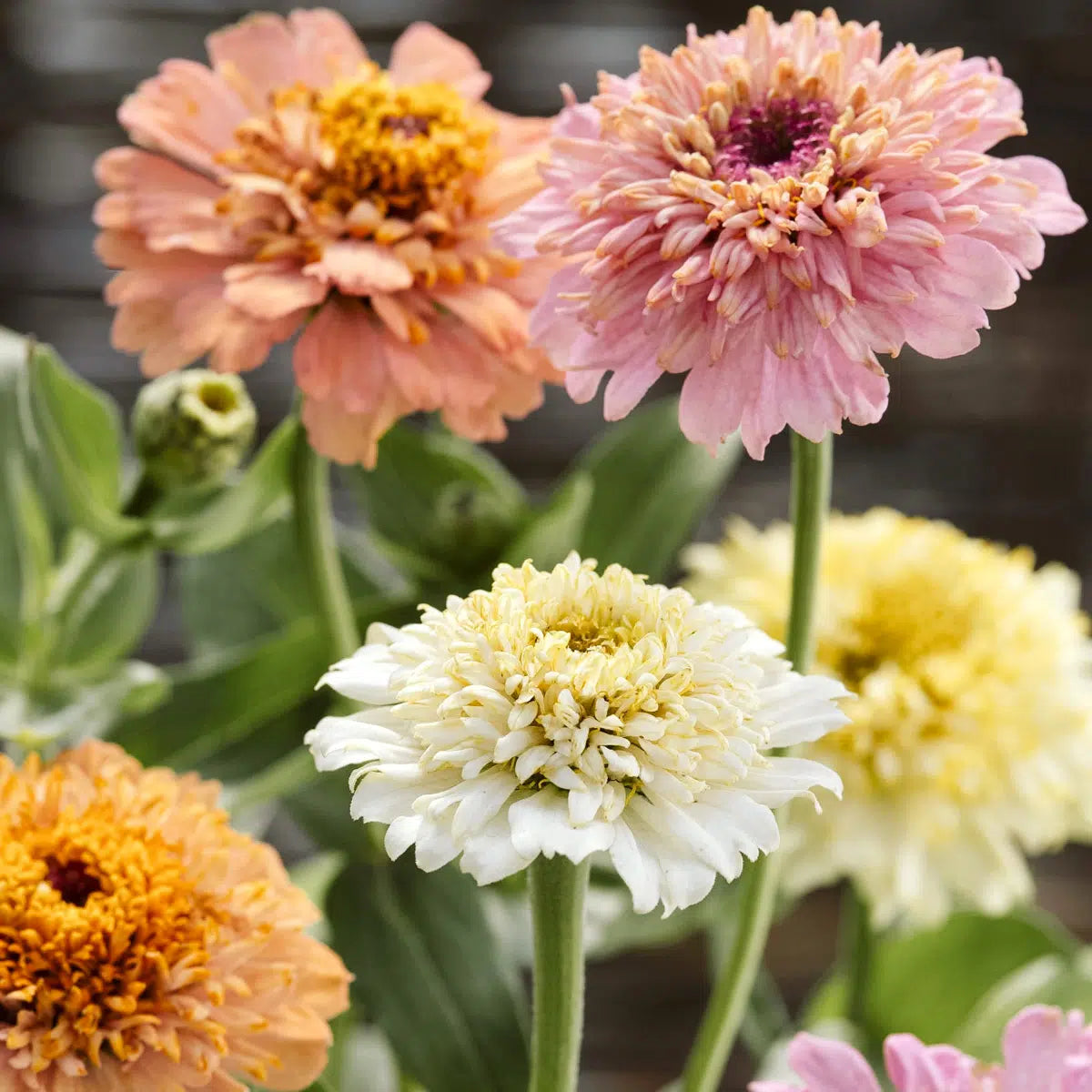 Blumensamen - Zinnia elegans 'Cresto! Peaches & Cream' (Zinnie)