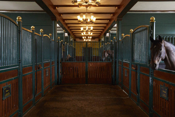 Vom Glück mit Pferden zu leben