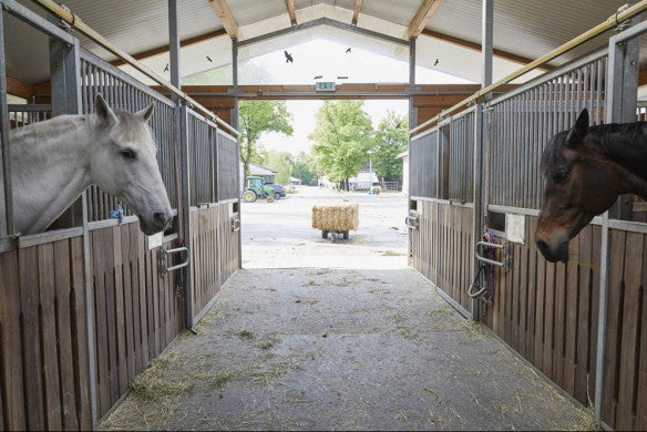 Vom Glück mit Pferden zu leben