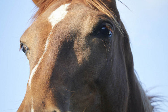 Vom Glück mit Pferden zu leben