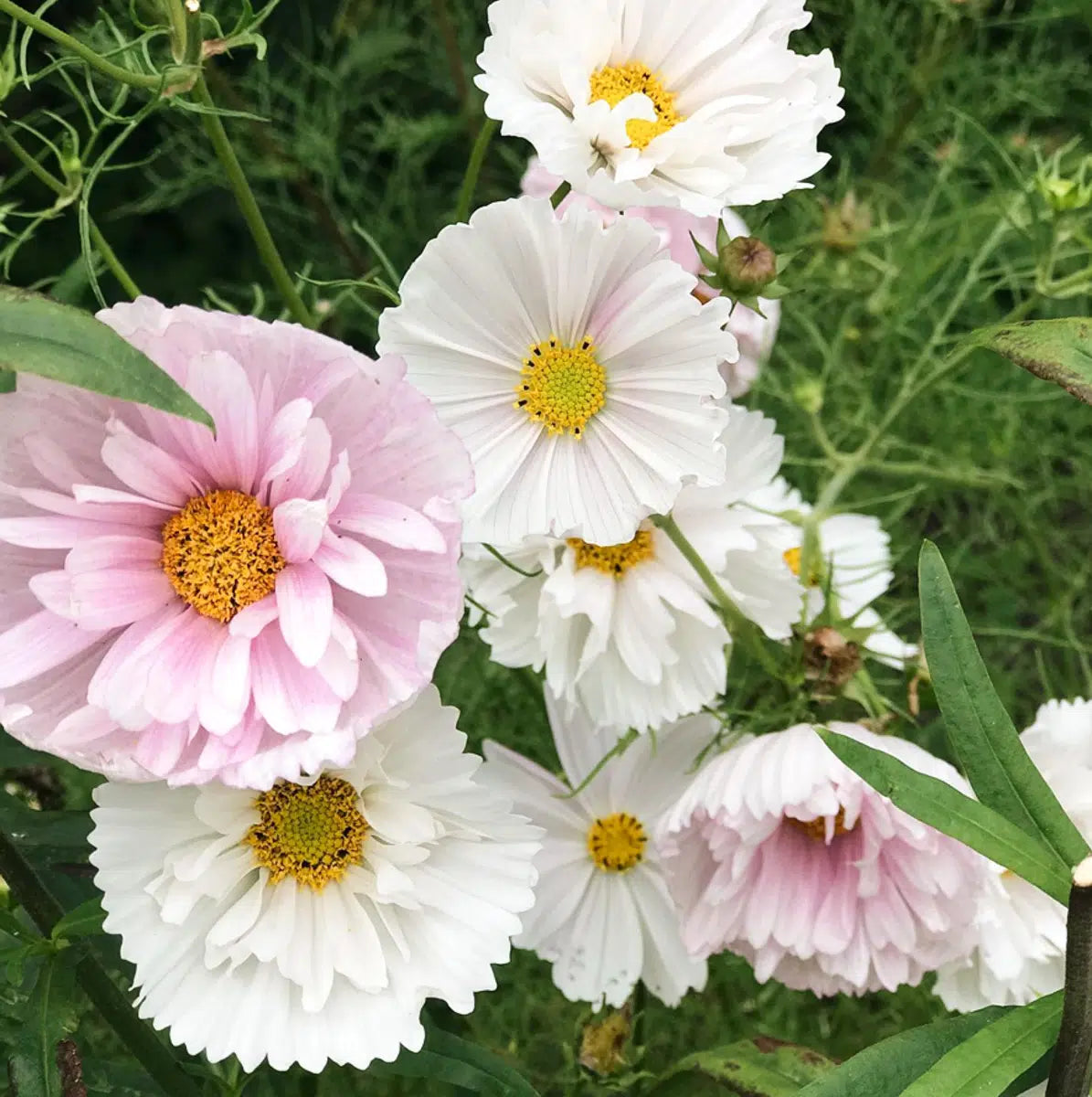 Blumensamen - Cosmos bipinnatus "Cupcake Blush" (Kosmee)