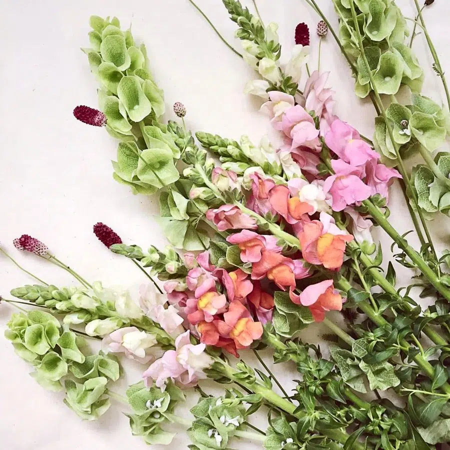 Blumensamen - Antirrhinum majus F1 "Costa Apricot" (Löwenmäulchen)