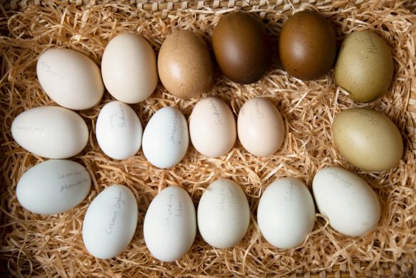 Vom Glück, mit Hühnern zu leben