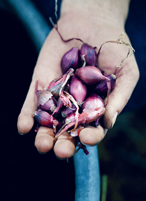 100 Rezepte aus meinem Garten