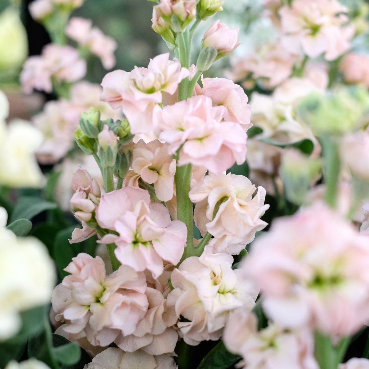 Blumensamen - Matthiola Incana 'Iron Apricot' (Levkoje)