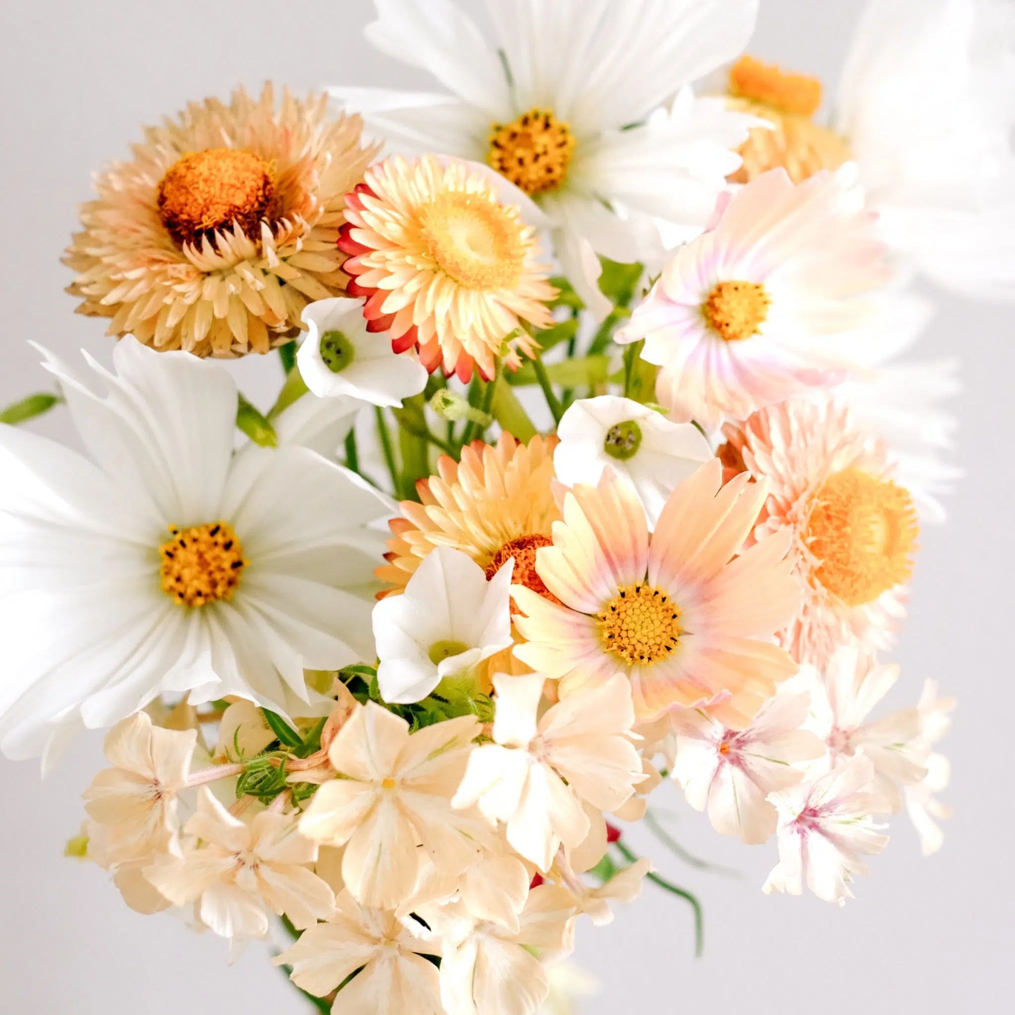 Blumensamen - Cosmos bipinnatus "Cosmix White" (Kosmee)