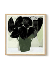 Druck - Plant V
