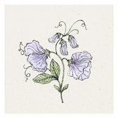 Blumensamen - Lathyrus odoratus "Spring Sunshine Light Blue" (Duftwicke)
