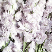 Blumensamen - Delphinium consolida "Fancy Smokey Eyes" (Rittersporn)