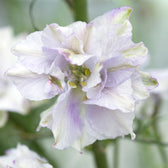 Blumensamen - Delphinium consolida "Fancy Smokey Eyes" (Rittersporn)