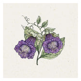 Blumensamen - Cobaea scandens "Violet" (Glockenrebe)