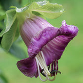 Blumensamen - Cobaea scandens "Violet" (Glockenrebe)