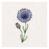 Blumensamen - Centaurea cyanus "Classic Fantastic" (Kornblume)