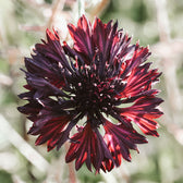 Blumensamen - Centaurea cyanus "Black Ball" (Kornblume)