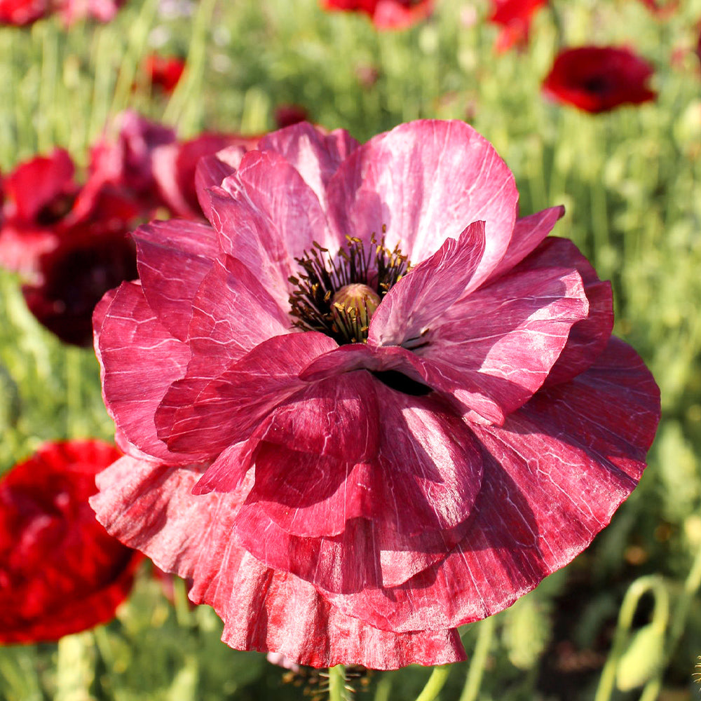 Blumensamen - Papaver rhoeas "Pandora" (Klatschmohn)