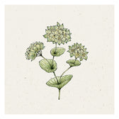 Blumensamen - Bupleurum rotundifolium "Griffithii" (Hasenohr)