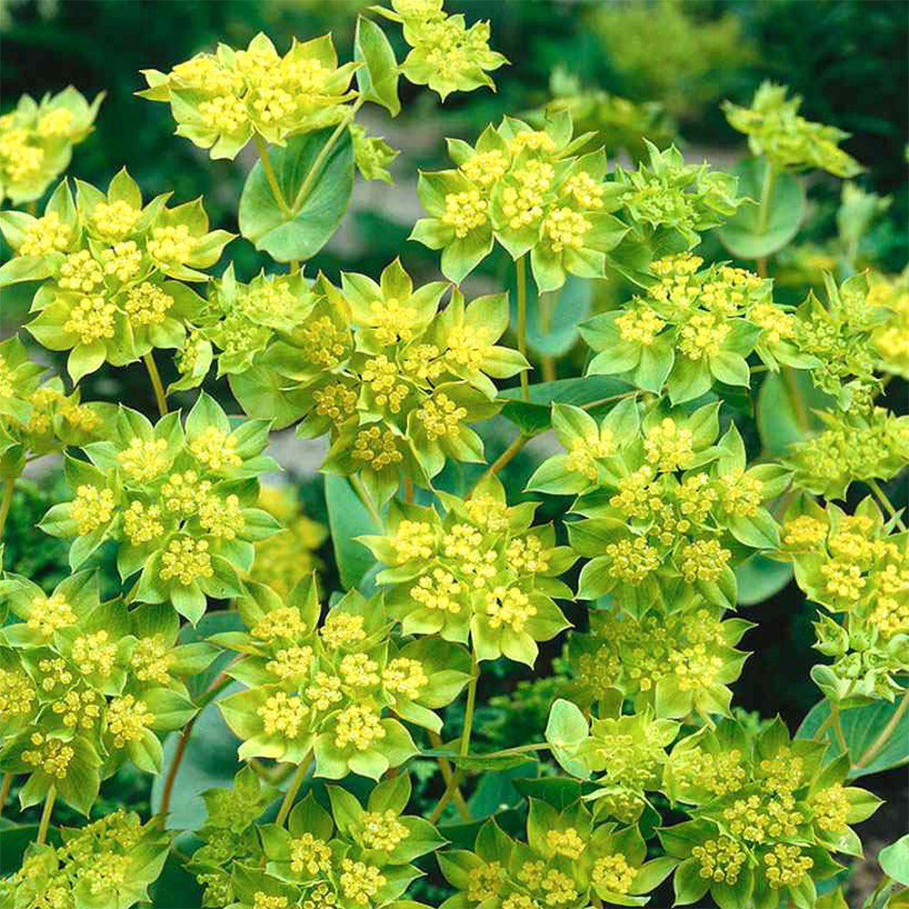 Blumensamen - Bupleurum rotundifolium "Griffithii" (Hasenohr)