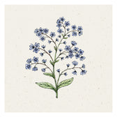 Blumensamen - Cynoglossum Amabile "Firmament" (Chinesisches Vergissmeinnicht)