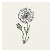 Blumensamen - Centaurea cyanus "White Ball" (Kornblume)