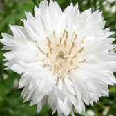 Blumensamen - Centaurea cyanus "White Ball" (Kornblume)