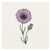Blumensamen - Centaurea cyanus "Classic Magic" (Kornblume)