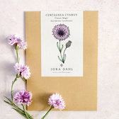 Blumensamen - Centaurea cyanus "Classic Magic" (Kornblume)