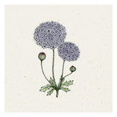 Blumensamen - Didiscus caeruleus "Lace Mixture" (Blaudolde)