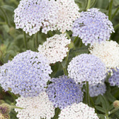 Blumensamen - Didiscus caeruleus "Lace Mixture" (Blaudolde)