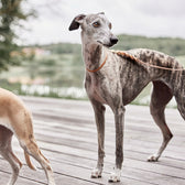 Hundehalsband Robin Large - in versch. Farben