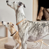 Hundehalsband Robin Extra Large - in versch. Farben