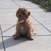 Hundehalsband Perry Small - in versch. Farben