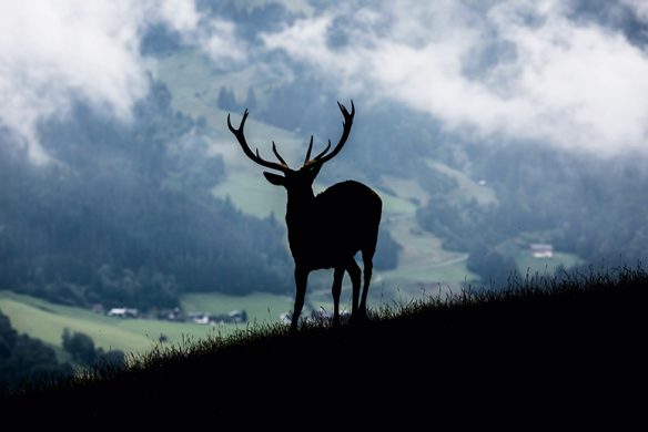 Zu Gast in Kitzbühel