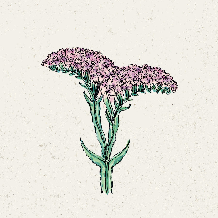 Blumensamen - Limonium "QIS Pastel"