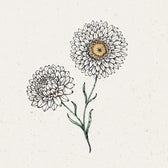 Blumensamen - Helichrysum bract. "White"