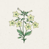 Blumensamen - Nicotiana alata "Lime Green" (Ziertabak)