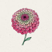 Blumensamen - Zinnia elegans "Queen Red Lime" (Zinnie)