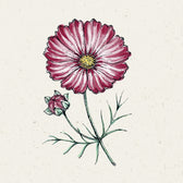 Blumensamen - Cosmos bipinnatus "Velouette" (Kosmee)