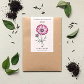Blumensamen - Cosmos bipinnatus "Velouette" (Kosmee)