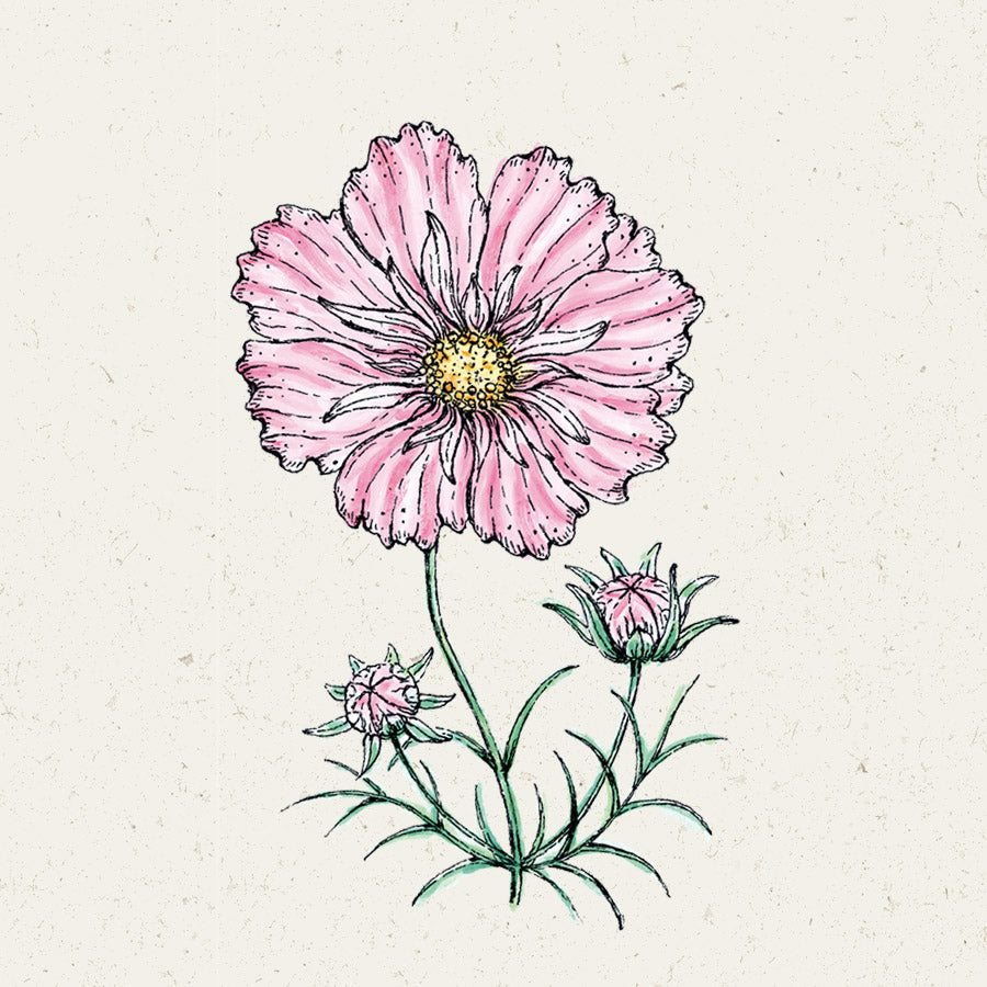 Blumensamen - Cosmos bipinnatus "Rosetta" (Kosmee)