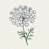 Blumensamen - "Ammi Majus" (Knorpelmöhre)