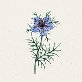 Blumensamen - Nigella Hispanica "Midnight" (Jungfer im Grünen)